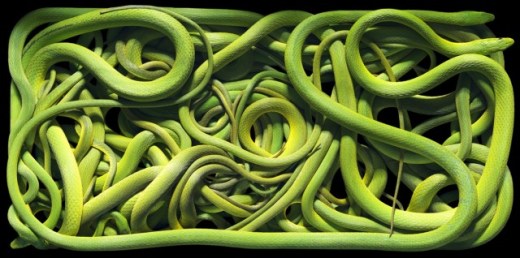 More-Than-Human16-640x318