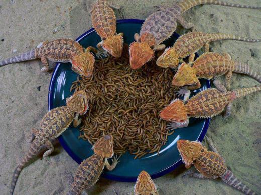 561495_428650500522971_1916659543_n