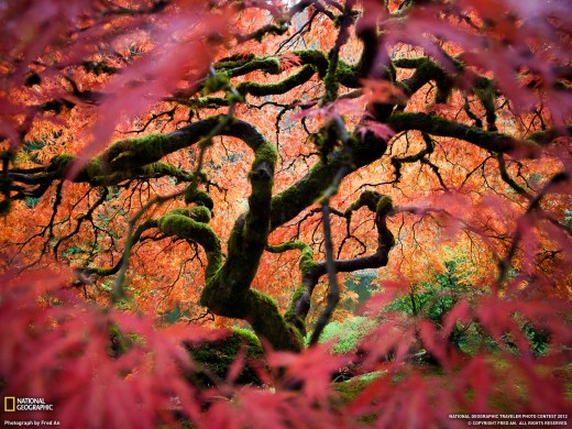 Fred An - Japanese Maple - Oregon