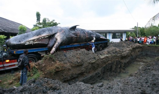 whales die