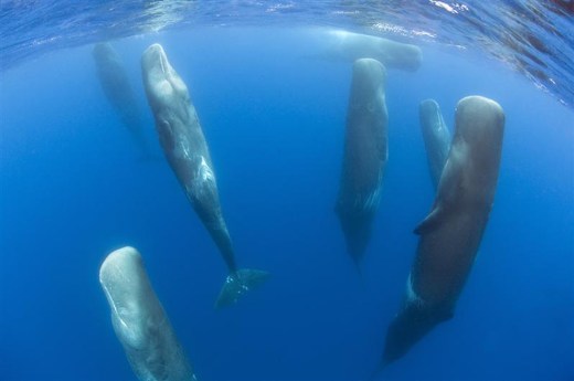 whales sleep