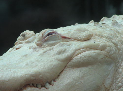 tumblr_l3gwrniFSv1qz7lxdo1_500