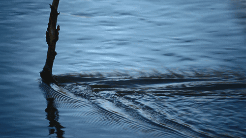 tumblr_n05zjg7MC51s85u2fo1_r1_500