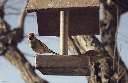 micael-reynaud-angrybirdfast